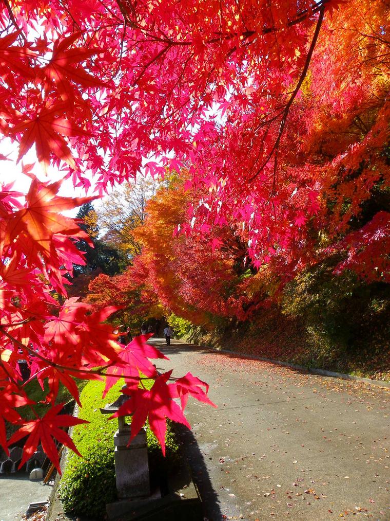 永源寺(もみじ寺)の紅葉